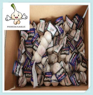 2016 fresh normal white garlics packed in 10kg box Low Price Chinese Fresh Garlic 6.0CM