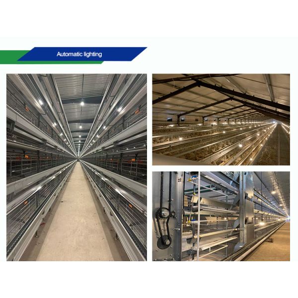 Automatic Poultry Equipment with Hot-dip Galvanized Steel for 50-Year Service Life and Customized Dimensions