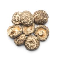 Cogumelos de Shiitake Plano Seco Versátil para cozinhar