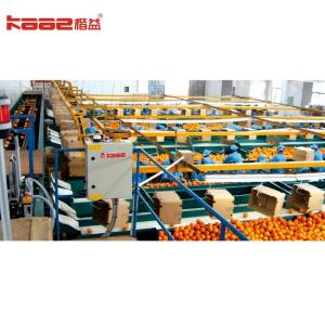 Citrus pear Orange Juice SUS304 Automatic Fruit Sorting Machine adopting