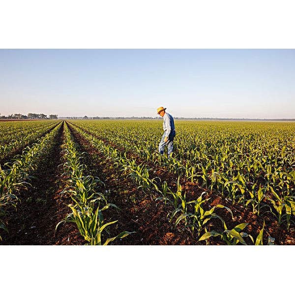 Adubo orgânico do bio nitrogênio alto para as hortaliças L das plantas ácido aminado