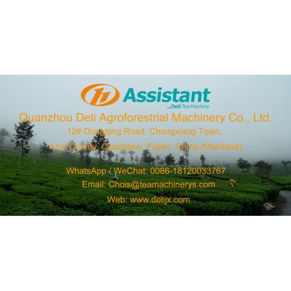DL-CHZ-9B Black Tea Dryer Machine and Tea Processing Equipment for Small-Scale Production