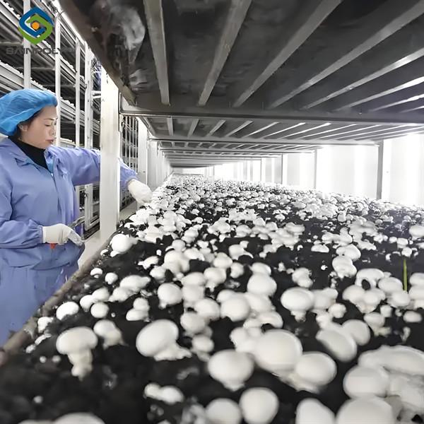 Plastique à couche unique Écran d'éteinte Serre Champignons Serre Bonne ventilation