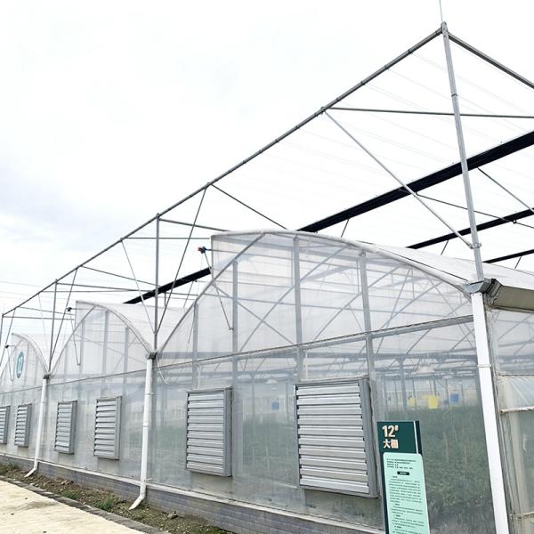 Films en plastique à dent de scie poly-tunnel à longue portée Serre végétale Serre hydroponique