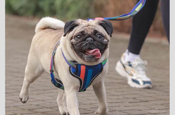 Reflective Dog Harness Matching Leash S-XL Cat Harness And Leash Set