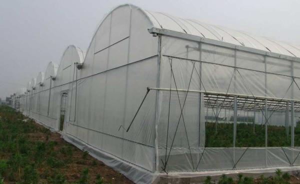 Polythene PE Film Greenhouse Muitl Span Strong Applicability 200 Microns