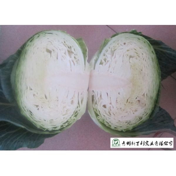 No Pesticide Fresh Flat Head Cabbage , Nutrition Mini Drumhead Cabbage