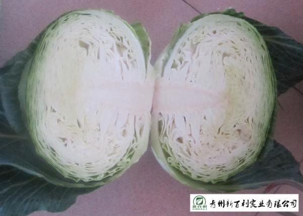 No Pesticide Fresh Flat Head Cabbage , Nutrition Mini Drumhead Cabbage