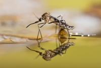 Biológico para matar mosquitos Insecticida para larvas de mosquitos
