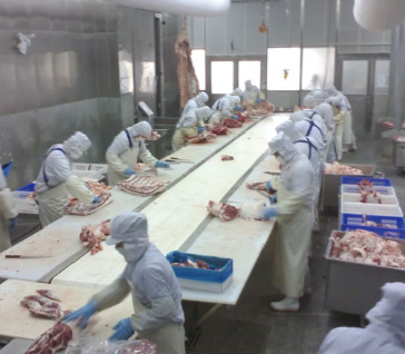 Beef / Meat Conveyor Systems , Food Processing Industrial Conveyor Systems