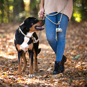 Unscented, Leak-Proof, Earth-Friendly Dog Waste Bag Poop Bags Custom Printed Wholesale Biodegradable Pet Dog Poop Bag