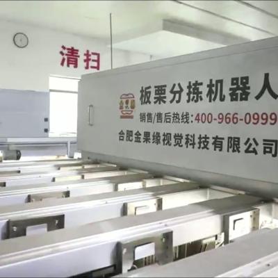 High Accuracy 8 lanes+8 outlets Chestnut Sorting Machine: Precise Sorting, Zero Loss