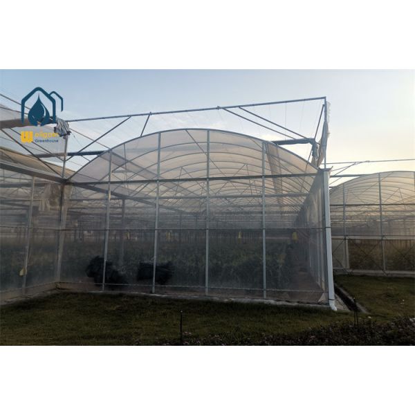 Rainwater Collection Gutter Multi Span Greenhouse with Water Recycling System for Sustainable Agriculture