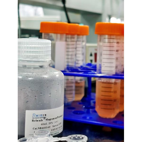 Rebeads Magrose Protein L Magnetic Beads With High Product Stability