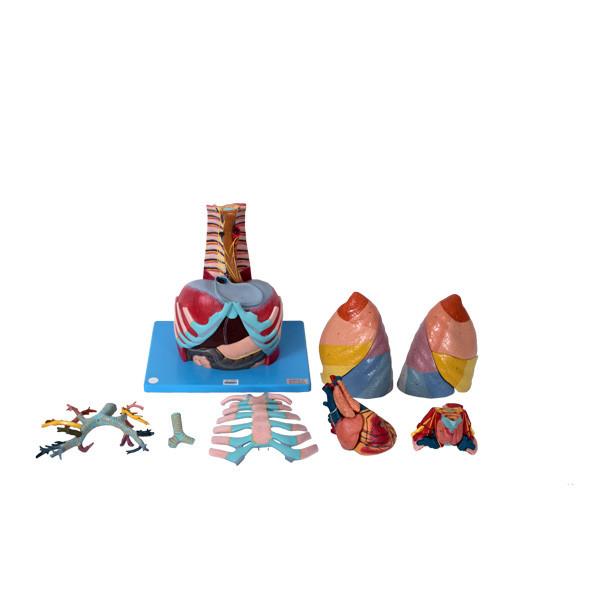 43*25*20cm Thoracic Cavity Anatomy Model PVC With 17 Parts For Medical School Training
