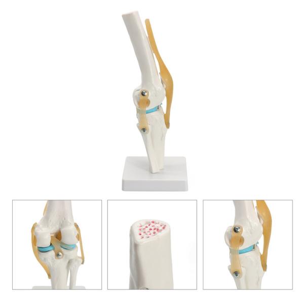 12X12X33CM Human Skeleton Model , Anatomy Knee Model For Education