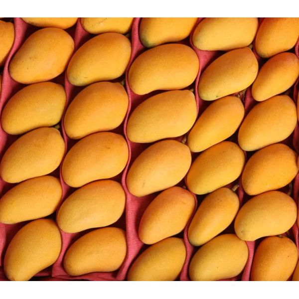 Электрическая линия по производству фруктового сока манго 2,2 кВт - 4 кВт