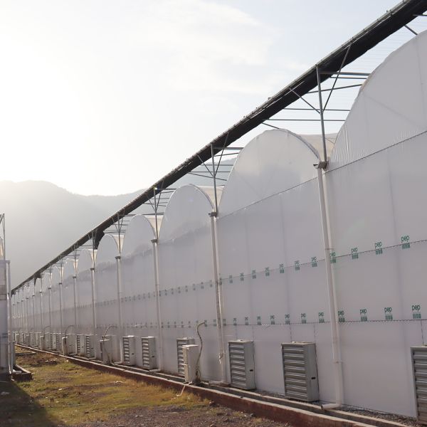 Durable Multi-Span Polytunnel Greenhouse Heavy-Duty Steel Wind Snow Resistance Commercial Farms Nurseries