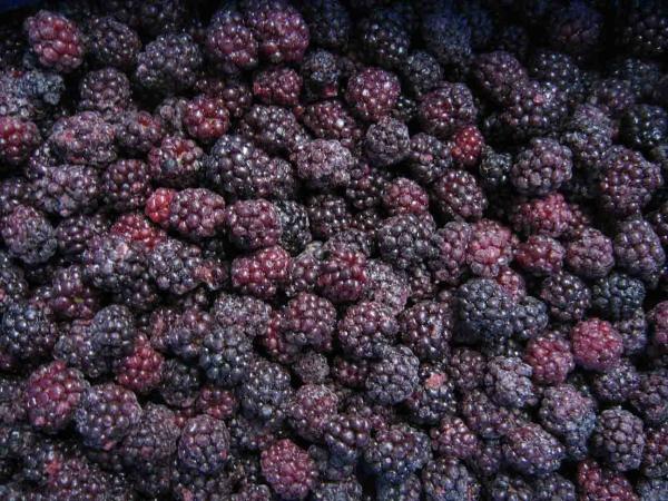 Frozen Fruits Berries Hot Sale and High Quality IQF Frozen Blackberry