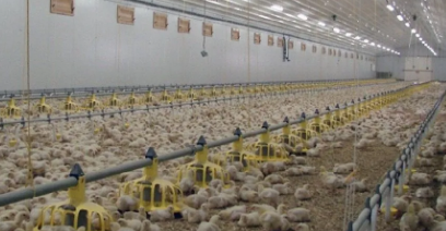 Low Maintenance Cost Stable Structure Prefabricated Steel Chicken Coop for Poultry House Farming