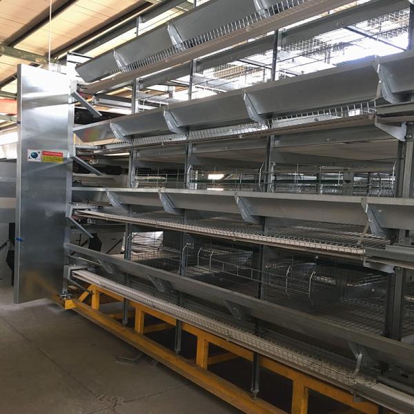 Système de collecte d'œufs de volaille galvanisé à chaud 3PH 1 mm Approbation SGS
