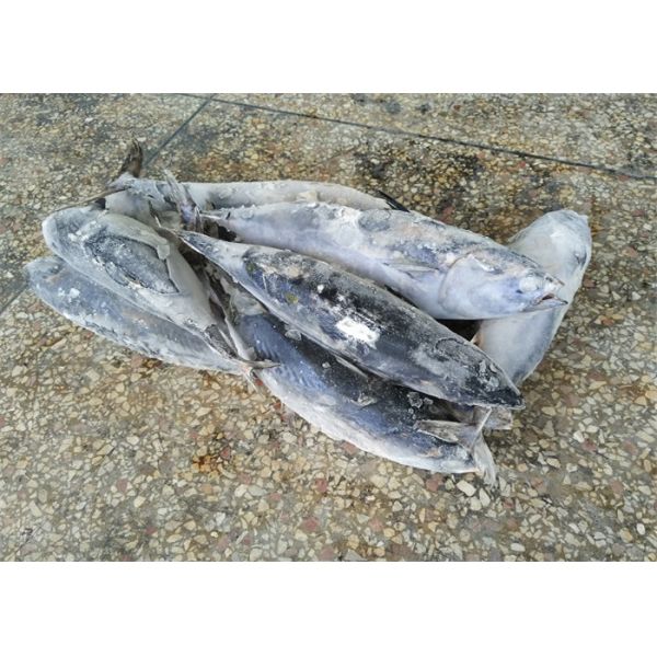 мясо тунца пеламиды естественных морепродуктов цвета 1.6kg замороженных свежее