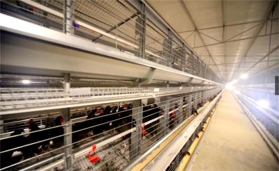 Hot Dipped Galvanized Poultry Duck Cage / Anti Rust Poultry Cage For Egg Ducks