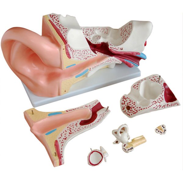 4 Parts Giant Ear Model Anatomical Demonstration for Medical Science Demonstration