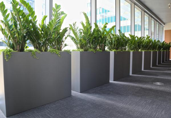 Gráfico Planteiras de flores de resina de fibra de vidro de estilo moderno Potes de plantas de FRP para decoração