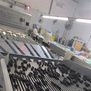 High-capacity Dates Sorting Machine With 8 lanes+10 outlets, 2.6 Tons per hour, 304 Stainless Steel, High-performance