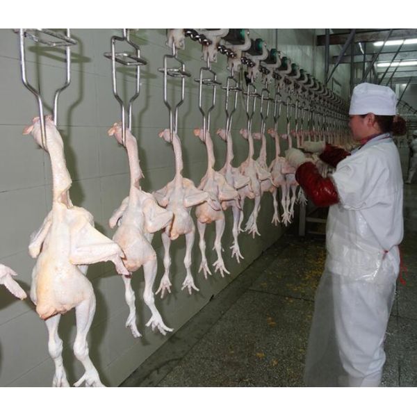 Stainless Steel Slaughterhouse Equipment Automatic Chicken Production Line