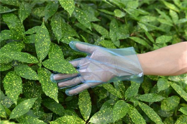 High Elasticity Blue Color Disposable TPE Gloves