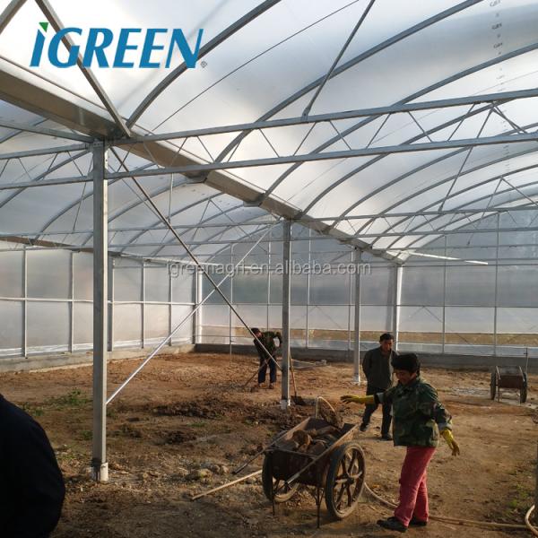 Customized Poly Tunnel Greenhouse Multi Span Agricultural polycarbonate tunnel greenhouse