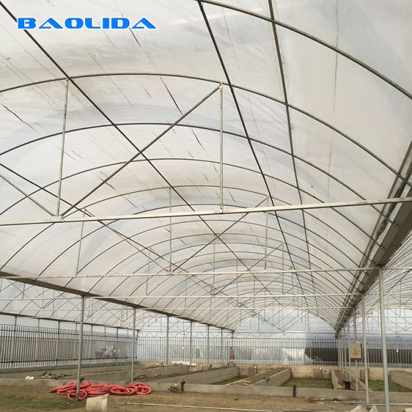 Крупноразмерный парник полиэтиленовой пленки/парник 20m до 100m земледелия длинное