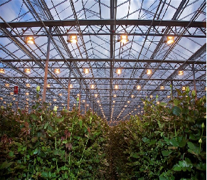 Gutter Growing System Commercial Tomato Greenhouse With Steel Structure