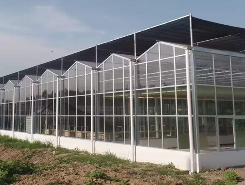 Large Span Steel Frame Greenhouse for Agricultural Seedlings  Column-Free Design