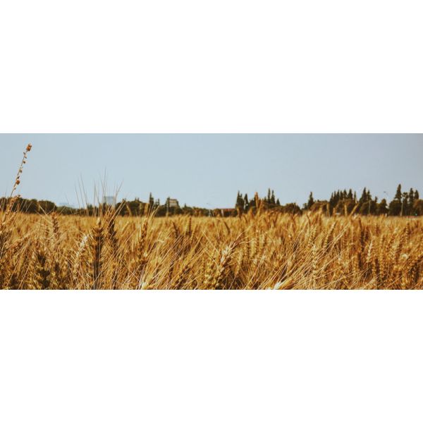 Organic N16 Soy Protein Powder