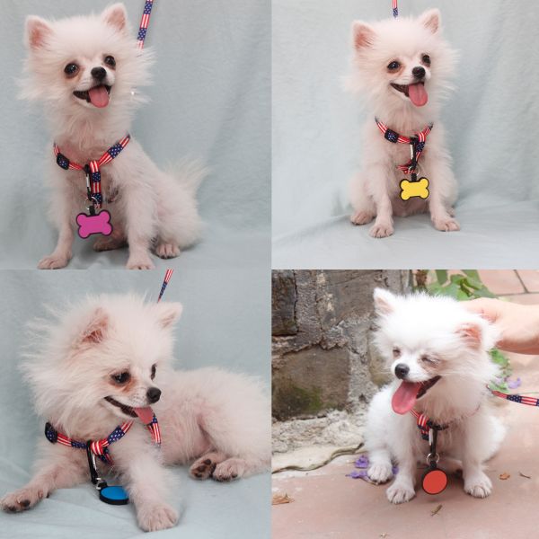 Rose Orange Blank Dog ID Tags Silicone Name Tags For Dogs Personalized