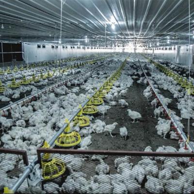 Eixo helicoidal que transporta pássaros do alimentador e do bebedor 45-55 da exploração avícola/alimentador