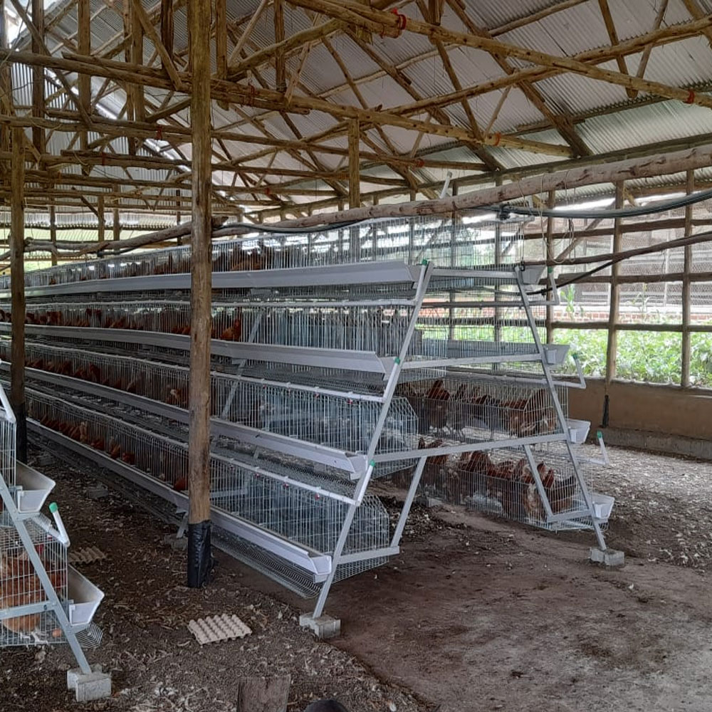 Q235 Standard Steel Layer Chicken Cage Hot Dipped Galvanized