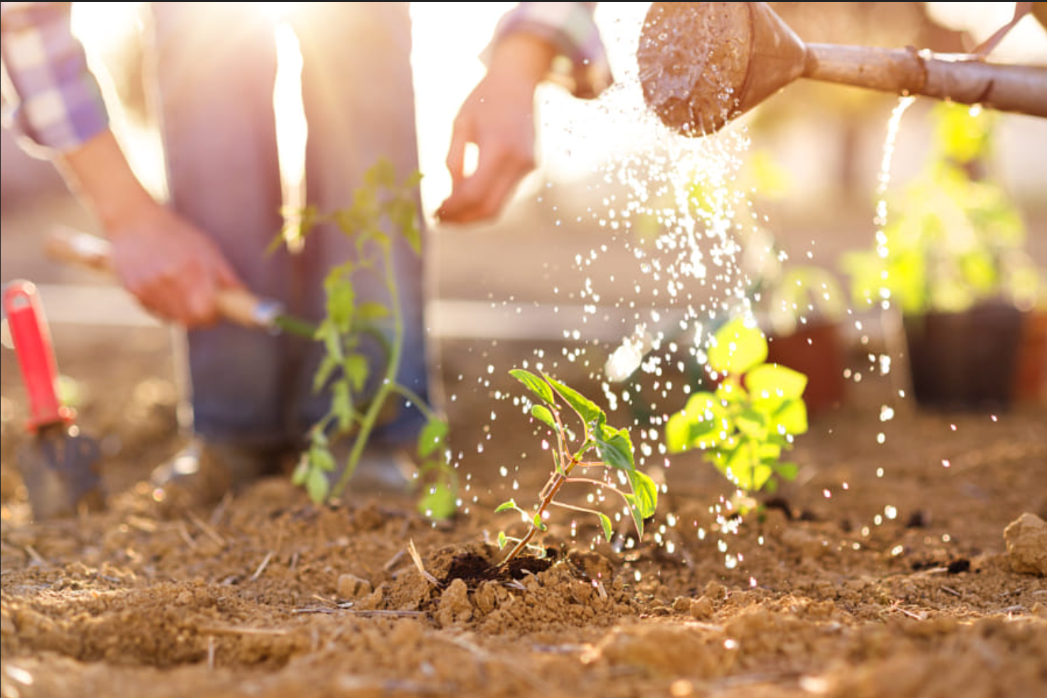 PH7 - Poudre blanche de chitosane de la couleur 9 pour l'agriculture de polymère résistant aux maladies de parasites