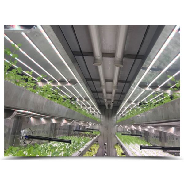 40 футовый контейнер гидропонического интеллектуального сельского хозяйства теплицы с растениями роста светодиодный свет