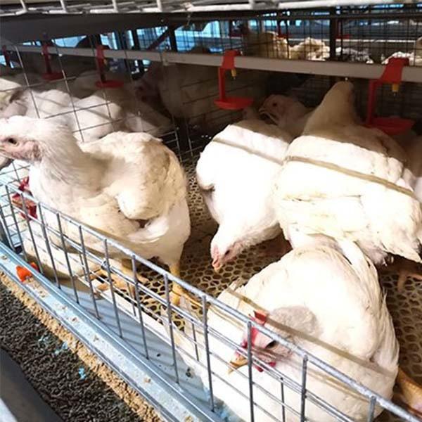 Durable H Frame Automatic Chicken Broiler Cage Electric Cages with Q235A Steel