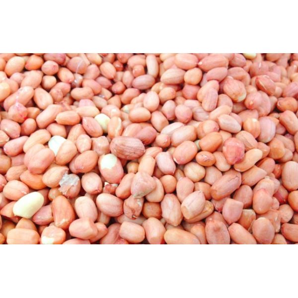 PHOENIX H Intelligent RGB Optical Sorter A Cost-effective AI-powered Optical Sorting Solution Specifically Designed For Peanuts, Accurately Removing Mold, Foreign Substances And Various Visible Defect