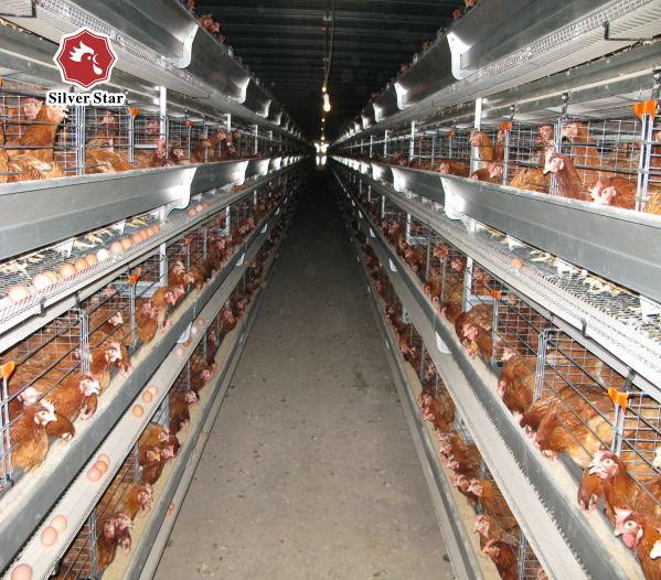 4 Tiers Raise More Chickens Automatic A Type Battery Egg Layer Chicken Cages