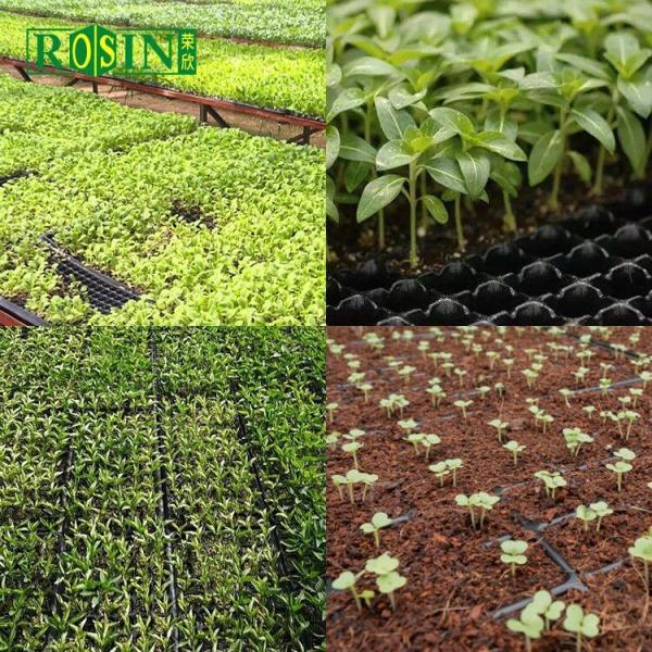 Custom PVC Plastic Black Plastic Seed Trays 288 Hole For Agricultural Planting