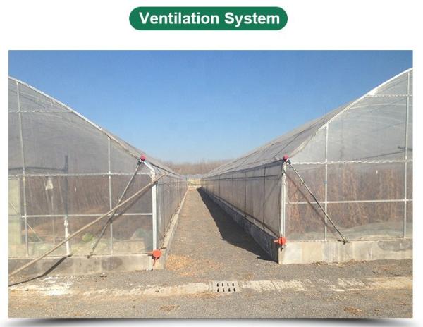 High Output Attractive Single Span Greenhouse With Stable Structure