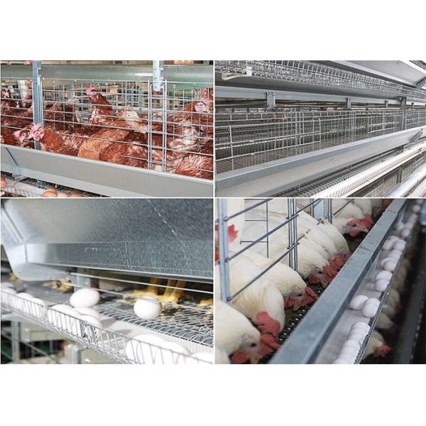 Long Life Q195 Steel Wire Layer Chicken Cage 3/4 Tier Layer Cage