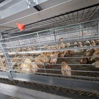 Gaiola de salvamento da galinha de grelha da carne do assoalho para a exploração agrícola de galinha