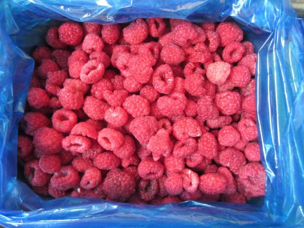 Framboises congelées en vrac de haute qualité Framboises congelées en vrac Emballage de fruits